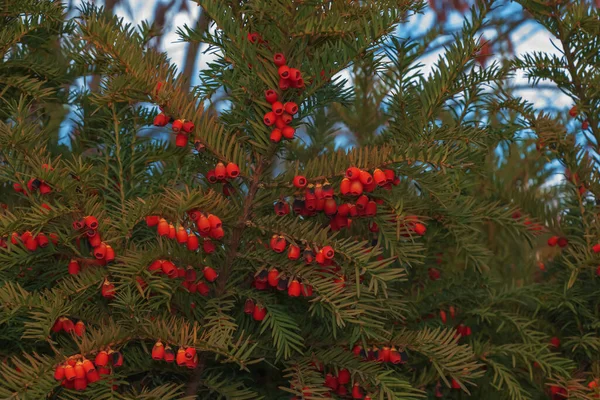 Tisíc Stromů Červeným Ovocem Taxus Baccata Větve Zralými Bobulemi Červené — Stock fotografie