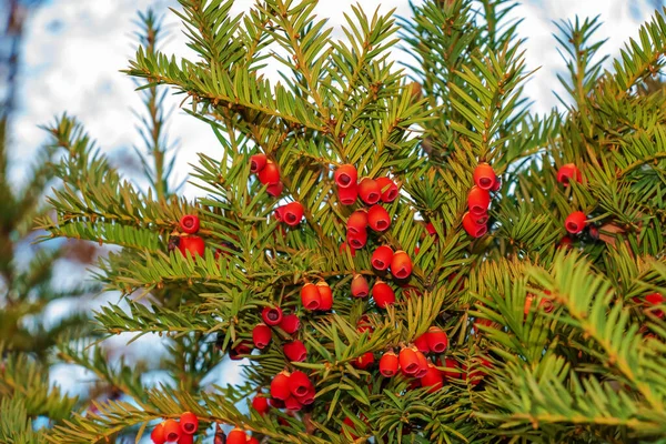 Kırmızı Meyveli Porsuk Ağacı Taxus Baccata Olgun Böğürtlenli Dal Her — Stok fotoğraf