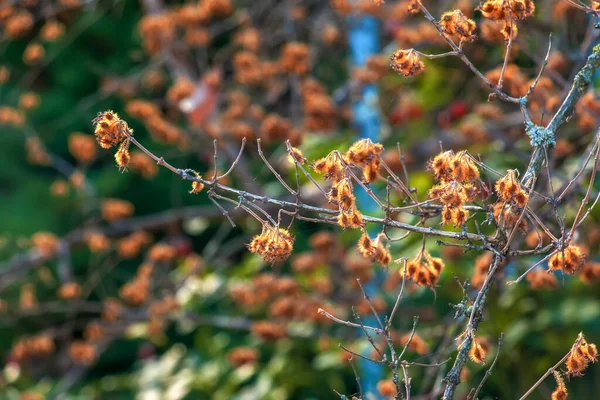 Kolkwitzia Amabilis Sonbaharda Caprifoliaceae Familyasından Bir Bitki Türü Toplu Olarak — Stok fotoğraf