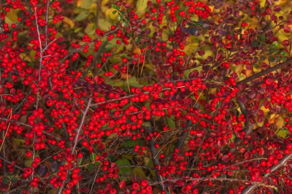 Nombreux Fruits Rouges Sur Les Branches Cotoneaster Horizontalis Buisson Dans — Photo