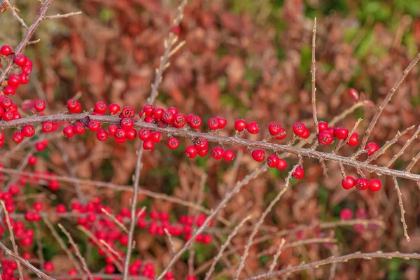 Nombreux Fruits Rouges Sur Les Branches Cotoneaster Horizontalis Buisson Dans — Photo