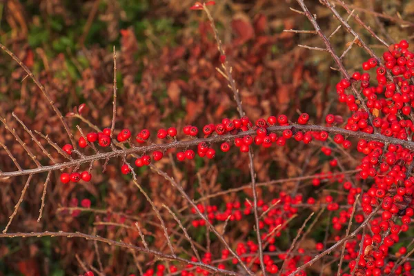 Viele Rote Früchte Den Zweigen Eines Cotoneaster Horizontalis Strauches Garten — Stockfoto