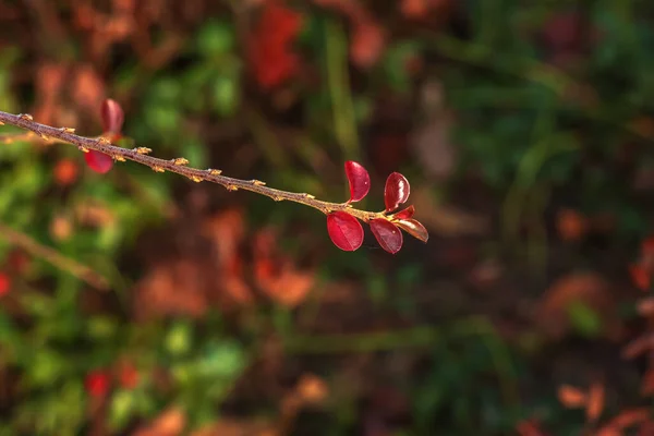 Φθινόπωρο Υπάρχουν Πολλά Κόκκινα Φύλλα Στα Κλαδιά Του Θάμνου Του — Φωτογραφία Αρχείου