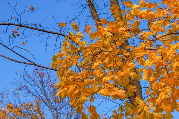 Bright Yellow Maple Leaves Blue Sky Sunny Autumn Day Autumn — Stock Photo, Image