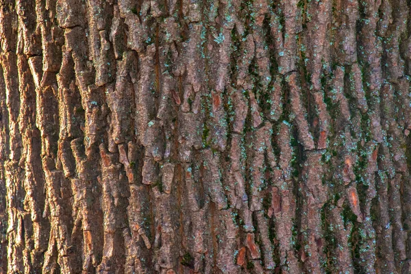 Maple Bark Close Acer Barel Textury Pozadí Živého Dřeva Kůže — Stock fotografie