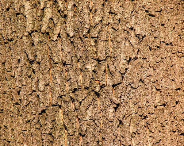メイプル樹皮のクローズアップ Acerバレルテクスチャ 生きている木からの背景 森の自然の肌 — ストック写真