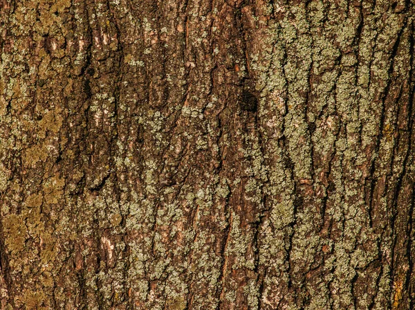 Γάβγισμα Σφενδάμου Υφή Του Acer Βαρέλι Ιστορικό Από Ζωντανό Ξύλο — Φωτογραφία Αρχείου