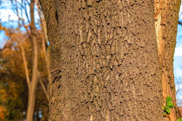 枫树树皮特写 橡木桶质感活木的背景 森林自然的皮肤 — 图库照片