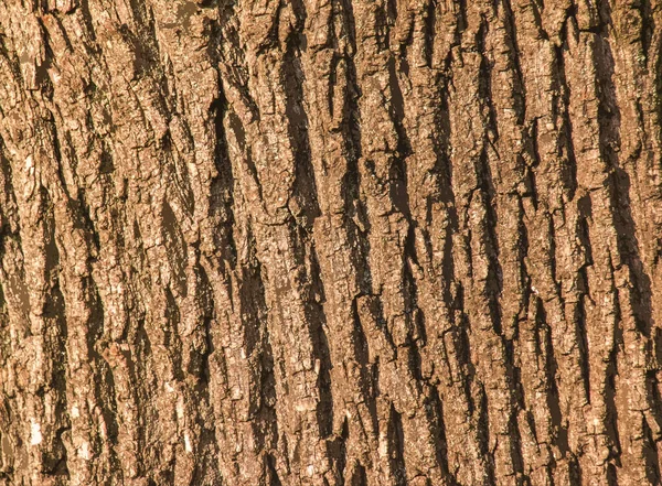 メイプル樹皮のクローズアップ Acerバレルテクスチャ 生きている木からの背景 森の自然の肌 — ストック写真