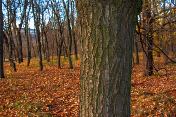 Maple Bark Close Acer Barrel Texture Background Living Wood Skin — Stock Photo, Image