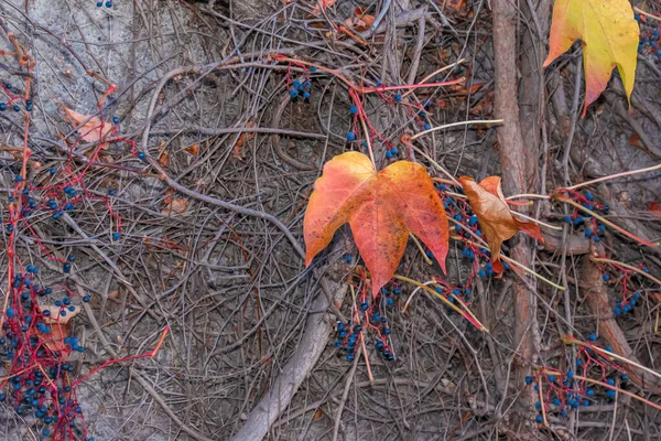 Восхождение Декоративное Растение Ярко Красными Листьями Девичьего Винограда Стене Осенью — стоковое фото