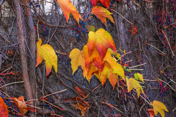 秋に壁に乙女のブドウの明るい赤の葉で観賞植物を登る 秋の明るい色 Parthenocissus Triuspidataまたはボストンツタは秋に色を変化させます 自然パターン — ストック写真