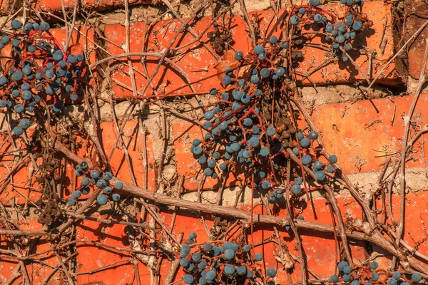 Sonbaharda Duvarda Parlak Kırmızı Üzüm Yapraklarıyla Süs Bitkisine Tırmanmak Sonbaharın — Stok fotoğraf