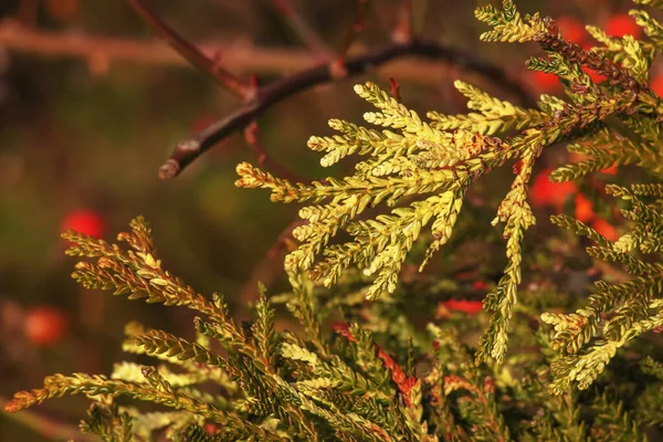 Detailní Záběr Barevných Listů Pestrobarevného Hibachi Arborvitae Nebo Thujopsis Dolabrata — Stock fotografie