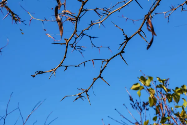 Gałęzie Akacjowe Długimi Spiczastymi Cierniami Oświetlone Słońcem Błękitnym Niebie — Zdjęcie stockowe