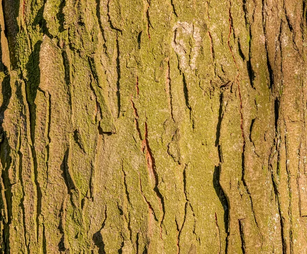 棕色相思树树皮的质地 特写与美丽的图案 — 图库照片