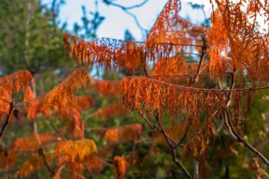 Rhus typhina veya Rhus typhina Bailtiger 'ın parlak sarı yaprakları.