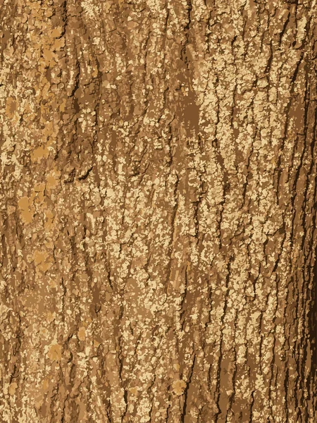 现实的枫树树皮的例子非常接近 橡木桶质感活木的背景 森林自然的皮肤 — 图库照片