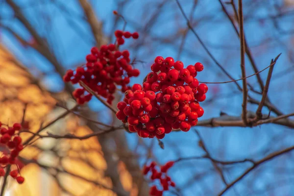 Sonbaharın Sonlarında Bir Dalın Üzerinde Dağ Küllerinden Oluşan Kırmızı Kümeler — Stok fotoğraf