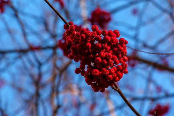 Sonbaharın Sonlarında Bir Dalın Üzerinde Dağ Küllerinden Oluşan Kırmızı Kümeler — Stok fotoğraf