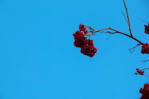 Червоні Грона Гірського Попелу Гілці Кінці Осені Червоні Ягоди Проти — стокове фото