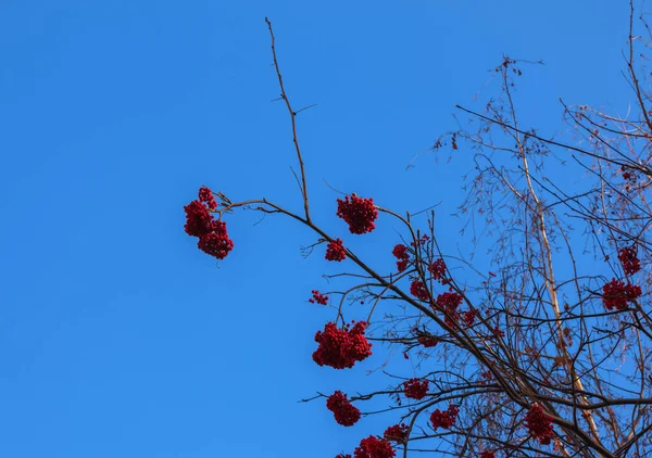 晚秋的时候 树枝上有一丛簇红色的山灰 红色的树莓在蓝天的映衬下生长 拉丁文名称Sorbus Aucuparia — 图库照片