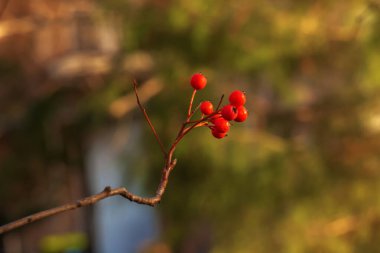 Sonbaharın sonlarında arka planda, güneş ışığında parlak kırmızı dikenli meyveler. Latince adı Crataegus.