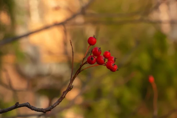 Jasne Czerwone Jagody Głogu Świetle Słonecznym Rozmytym Tle Późną Jesienią — Zdjęcie stockowe