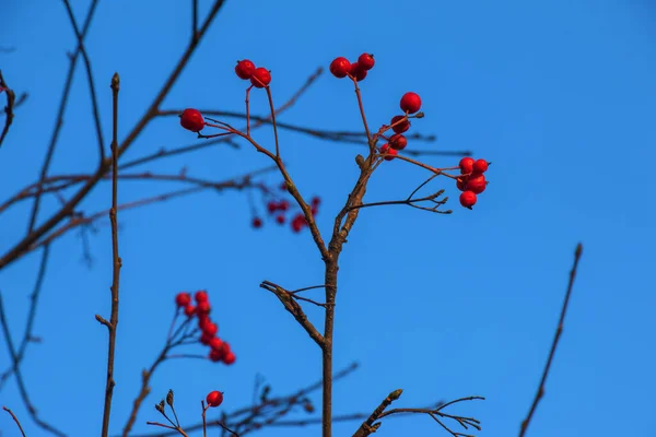 Ljusröda Hagtorn Bär Solljus Mot Klarblå Himmel Slutet Hösten Latinskt — Stockfoto