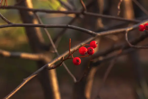 Sonbaharın Sonlarında Arka Planda Güneş Işığında Parlak Kırmızı Dikenli Meyveler — Stok fotoğraf
