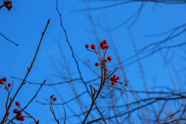 Heldere Rode Meidoornbessen Zonlicht Tegen Een Helderblauwe Lucht Late Herfst — Stockfoto