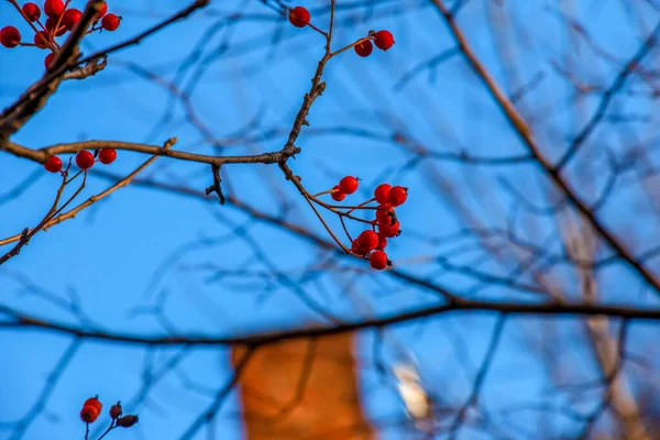 Sonbaharın Sonlarında Açık Mavi Gökyüzüne Karşı Güneş Işığında Parlak Kırmızı — Stok fotoğraf