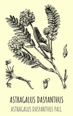 Astragalus çizimleri. El çizimi çizimi. Latince adı Astragalus dasyanthus.