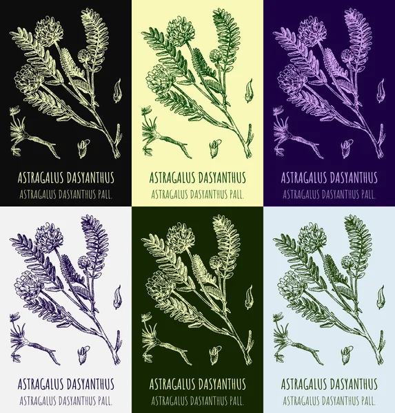 stock image Set of drawings of astragalus in different colors. Hand drawn illustration. Latin name Astragalus dasyanthus.