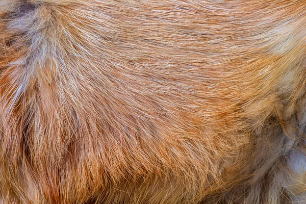 狐狸毛皮特写 红头动物毛皮背景 毛皮绒毛质感 — 图库照片