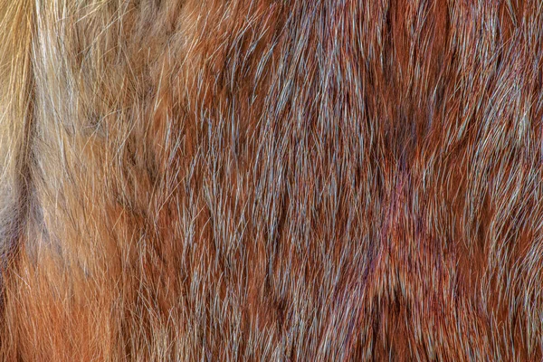 狐狸毛皮特写 红头动物毛皮背景 毛皮绒毛质感 — 图库照片