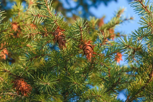 Πεύκα Από Δέντρο Ντάγκλας Ripe Cone Branches Pseudotsuga Menziesii — Φωτογραφία Αρχείου