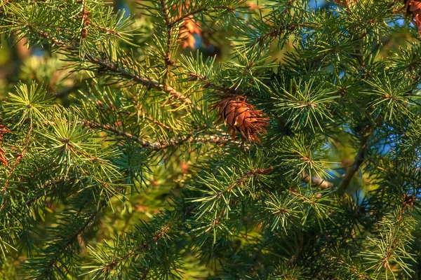 Соскові Шишки Дерева Дуглас Ripe Cone Branches Pseudotsuga Menziesii — стокове фото