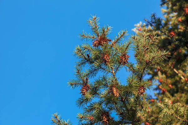 Сосновые Шишки Дугласного Дерева Спелые Конусы Ветвях Псевдоцуги Менциеза — стоковое фото