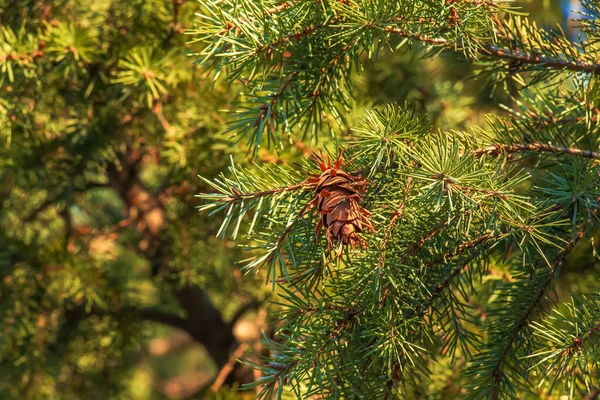 Douglas Ağacının Çam Kozalakları Pseudotsuga Menziesii Nin Dalları Üzerine Olgun — Stok fotoğraf