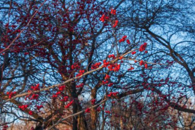 Sonbaharın sonlarında açık mavi gökyüzüne karşı güneş ışığında parlak kırmızı dikenli meyveler. Latince adı Crataegus succulenta .