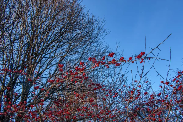 Ярко Красные Ягоды Боярышника Солнечном Свете Против Ясного Голубого Неба — стоковое фото