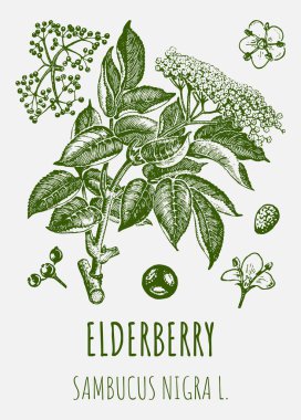 Mürver ağacı çizimleri. El çizimi çizimi. Latince adı Sambucus nigra.