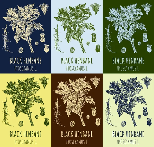 Stock image Set of  drawings of henbane in different colors. Hand drawn illustration. Latin name Hyoscyamus.