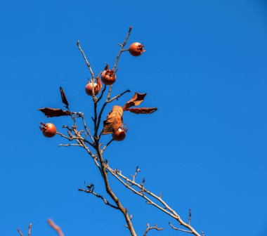 Güneşli bir günde mavi gökyüzüne karşı ağaç dalları üzerinde bir sürü olgun meyveler. Medlar ya da Mespilus germanica, Hollandalı medlar. Doğa arkaplanı.