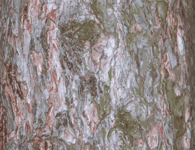 Çam kabuğunun gerçekçi bir tasviri. Pinus strobus veya Weymouth çam ağacı gövdesi dokusu. Yaşayan bir ormanın arka planı. Ormanın doğası böyle..