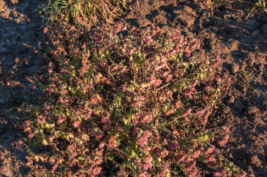 Kasımpatı. Sonbahar çiçekleri. Güzel sonbahar kışın soluyor. Kurumuş yapraklı çiçeklerin arka planı.