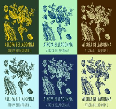 Farklı renklerde BELLADONNA çizimleri. El çizimi çizimi. Latince adı ATROPA BELLADONNA L