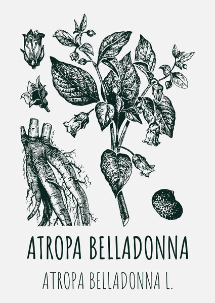 Drawings of BELLADONNA. Hand drawn illustration. Latin name ATROPA BELLADONNA L