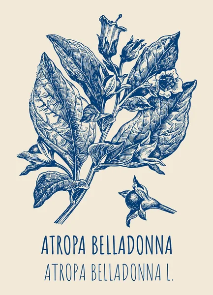 Рисунки Белладонны Ручной Рисунок Латинское Название Atropa Belladonna — стоковое фото
